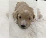 Small Photo #1 Goldendoodle Puppy For Sale in NORTH HIGHLANDS, CA, USA