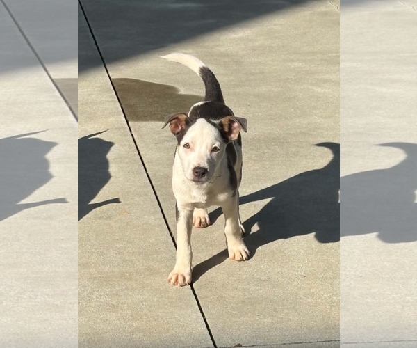 Medium Photo #3 Mutt Puppy For Sale in Greenville, SC, USA