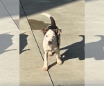 Small #2 Mutt