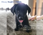 Small Photo #7 Labrador Retriever Puppy For Sale in POCAHONTAS, IL, USA