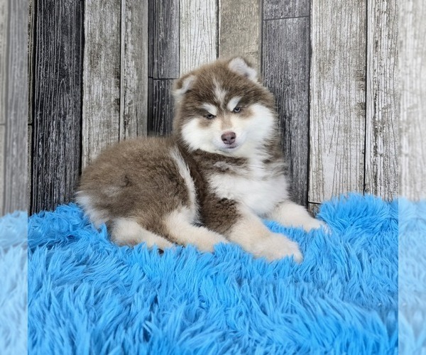 Medium Photo #3 Pomsky Puppy For Sale in BELLEVUE, IA, USA