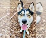 Small #1 Siberian Husky