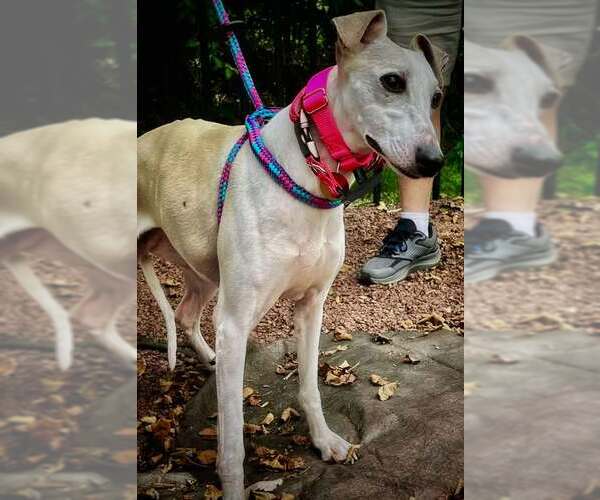 Medium Photo #2 Whippet Puppy For Sale in Cherry Hill, NJ, USA