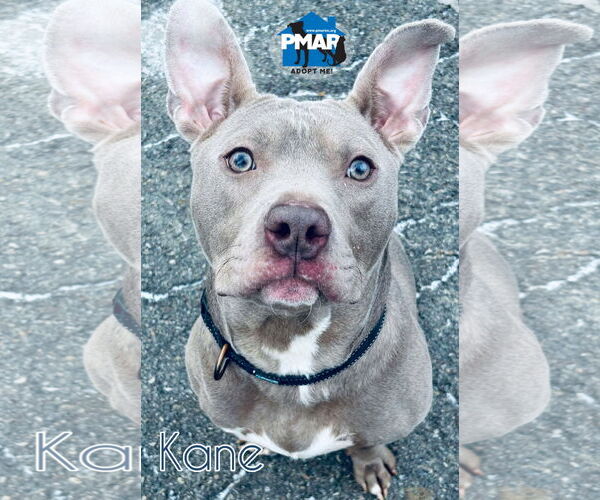 Medium Photo #2 American Pit Bull Terrier-Unknown Mix Puppy For Sale in Binghamton, NY, USA