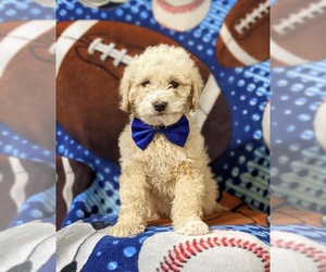 Goldendoodle-Poodle (Miniature) Mix Puppy for sale in OXFORD, PA, USA