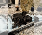 Puppy Puppy 2 King Charles Yorkie