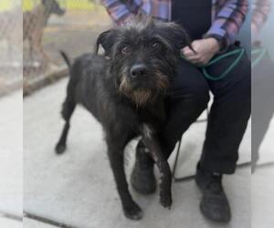Irish Wolfhound-Unknown Mix Dogs for adoption in Modesto, CA, USA