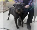Small Irish Wolfhound Mix