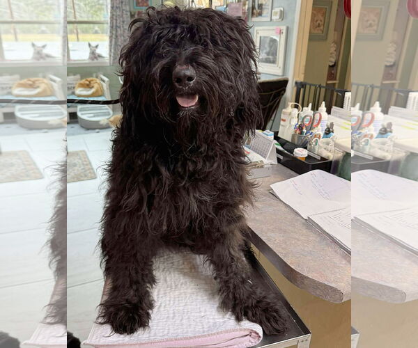 Medium Photo #1 Goldendoodle Puppy For Sale in Benton, LA, USA