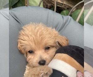 Maltipoo Puppy for sale in WOODLAND HILLS, CA, USA