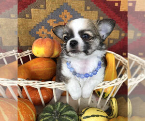 Chihuahua Puppy for sale in NEWVILLE, PA, USA