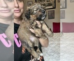 Small Photo #35 Bernedoodle Puppy For Sale in BELMONT, NC, USA