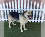 Small German Shepherd Dog