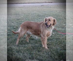 Mother of the Golden Retriever puppies born on 12/11/2024