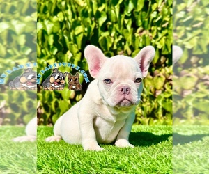 French Bulldog Puppy for Sale in SAN DIEGO, California USA