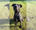 Small #1 Labrador Retriever Mix