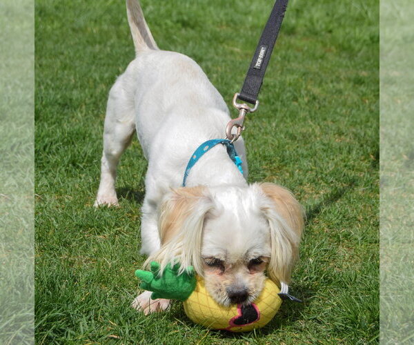 Medium Photo #10 Shih Tzu Puppy For Sale in Huntley, IL, USA