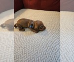 Puppy Chocolate Dachshund