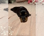 Puppy Lovey Dachshund