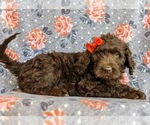 Small Photo #6 Labradoodle Puppy For Sale in KINZERS, PA, USA