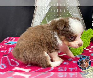 Miniature Australian Shepherd Puppy for sale in GRANBURY, TX, USA