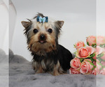 Small #2 Yorkshire Terrier