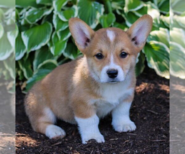 Medium Photo #4 Pembroke Welsh Corgi Puppy For Sale in LITITZ, PA, USA