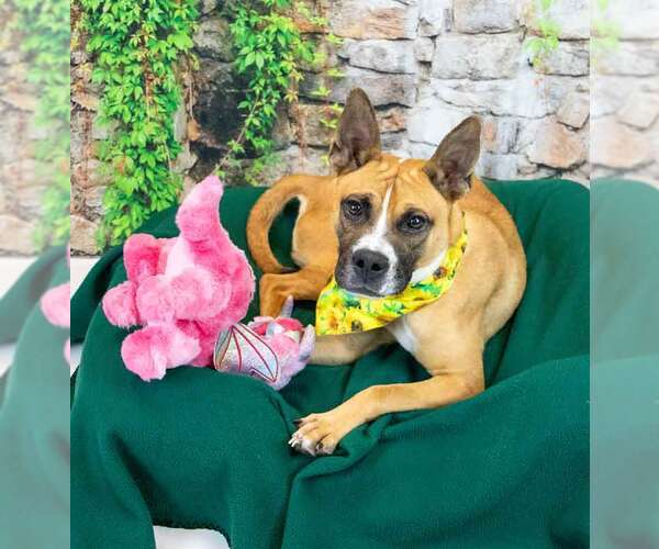 Medium Photo #2 Mutt Puppy For Sale in Kennesaw, GA, USA