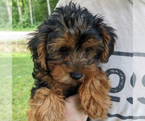 YorkiePoo Puppy for sale in LADYSMITH, WI, USA