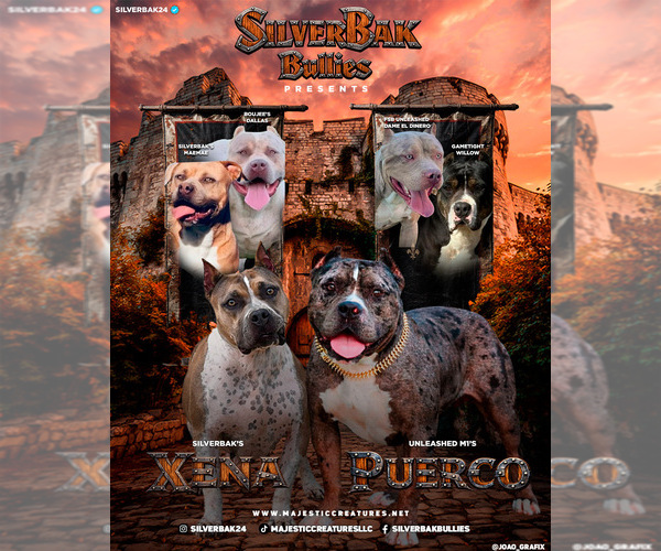 Medium Photo #2 American Bully Puppy For Sale in CHAMPAIGN, IL, USA