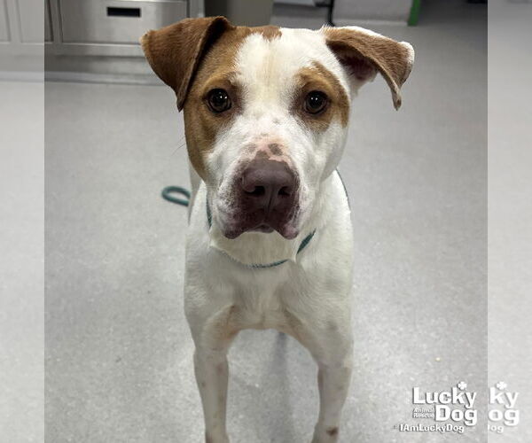 Medium Photo #1 Pointer-Unknown Mix Puppy For Sale in Washington, DC, USA