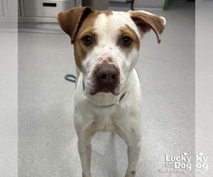 Pointer-Unknown Mix Dogs for adoption in Washington, DC, USA