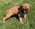 Puppy Oakley Boxer