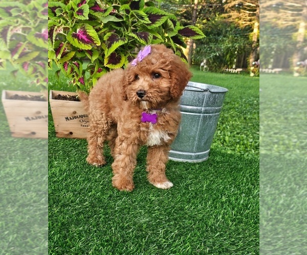 Medium Photo #5 Goldendoodle (Miniature) Puppy For Sale in INDIANAPOLIS, IN, USA