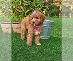 Small #4 Goldendoodle (Miniature)