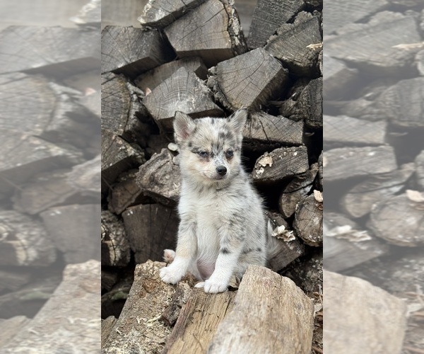Medium Photo #3 Alaskan Klee Kai-Pomsky Mix Puppy For Sale in STAPLES, MN, USA