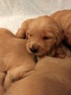 Small Photo #4 Golden Retriever Puppy For Sale in TRINITY, NC, USA