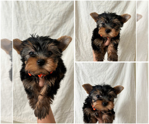 Yorkshire Terrier Puppy for sale in EXETER, CA, USA