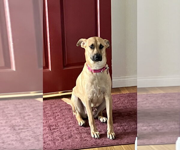 Medium Photo #19 Black Mouth Cur-Labrador Retriever Mix Puppy For Sale in San Diego, CA, USA