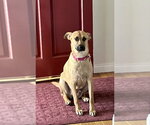 Small #18 Black Mouth Cur-Labrador Retriever Mix