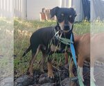 Small Photo #7 Miniature Pinscher-Unknown Mix Puppy For Sale in Chico, CA, USA