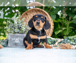 Small #2 Dachshund