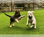 Small #12 German Shepherd Dog Mix