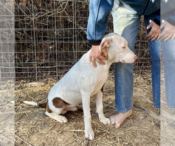 Medium Photo #5 Pointer-Unknown Mix Puppy For Sale in McCormick, SC, USA