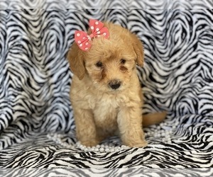 Labradoodle-Poodle (Miniature) Mix Puppy for sale in CEDAR LANE, PA, USA
