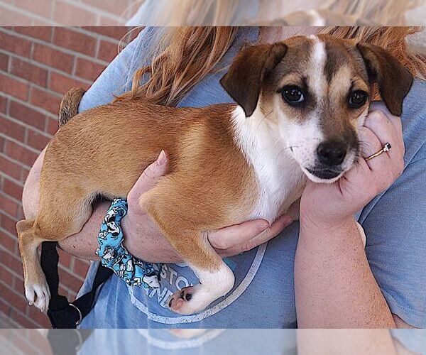 Medium Photo #2 Chihuahua Puppy For Sale in Carrollton, TX, USA