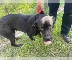 Rottweiler Dogs for adoption in Houston, TX, USA