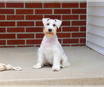 Small #9 Schnauzer (Miniature)