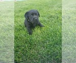 Small Photo #6 Labrador Retriever Puppy For Sale in FLAGLER, CO, USA