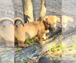 Small #2 Basset Hound-Labrador Retriever Mix